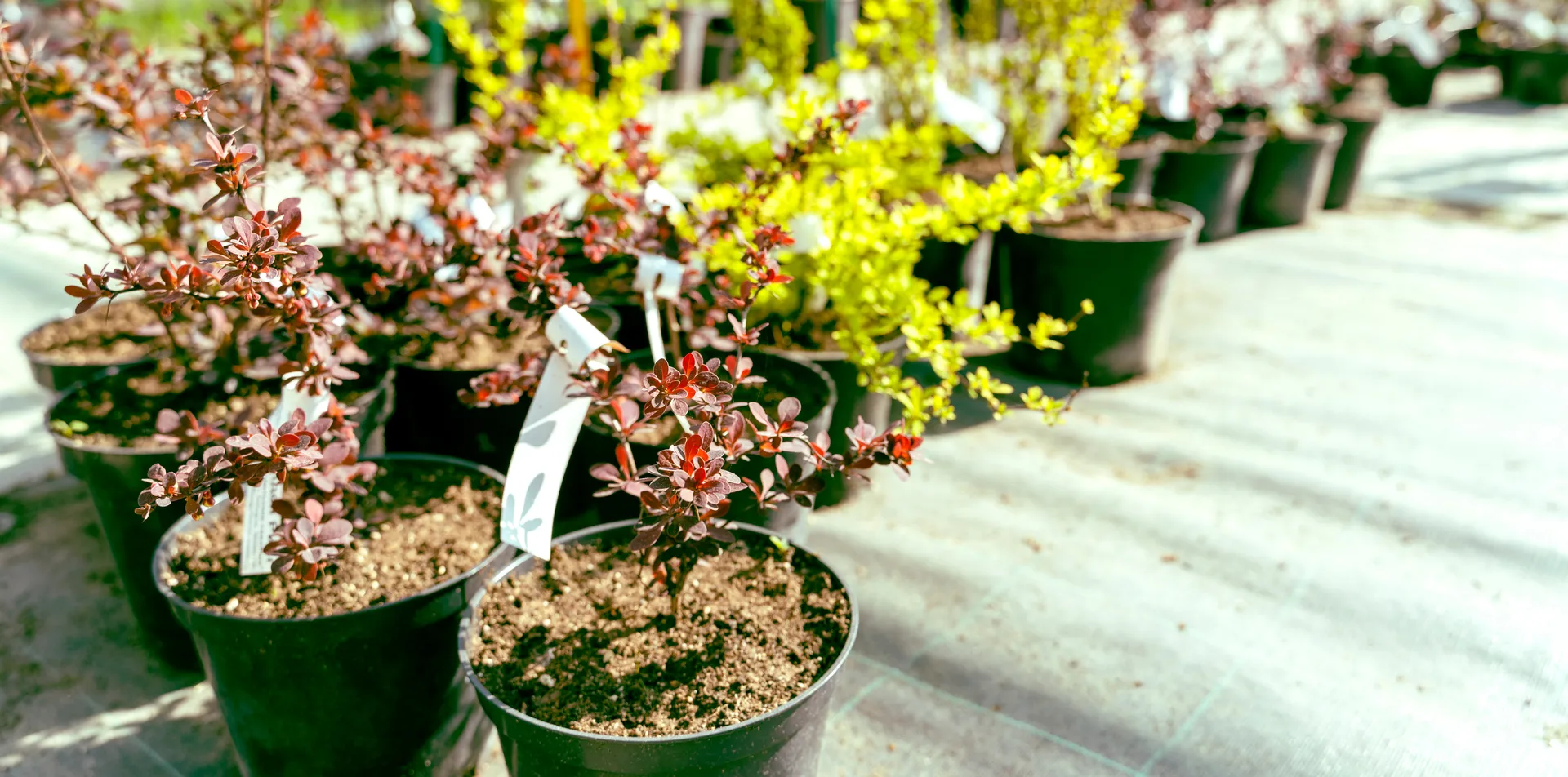 Container plant material at the Garden Center nursery