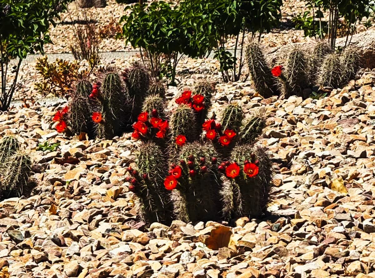 Claret cup cactus planted in the temple grounds
