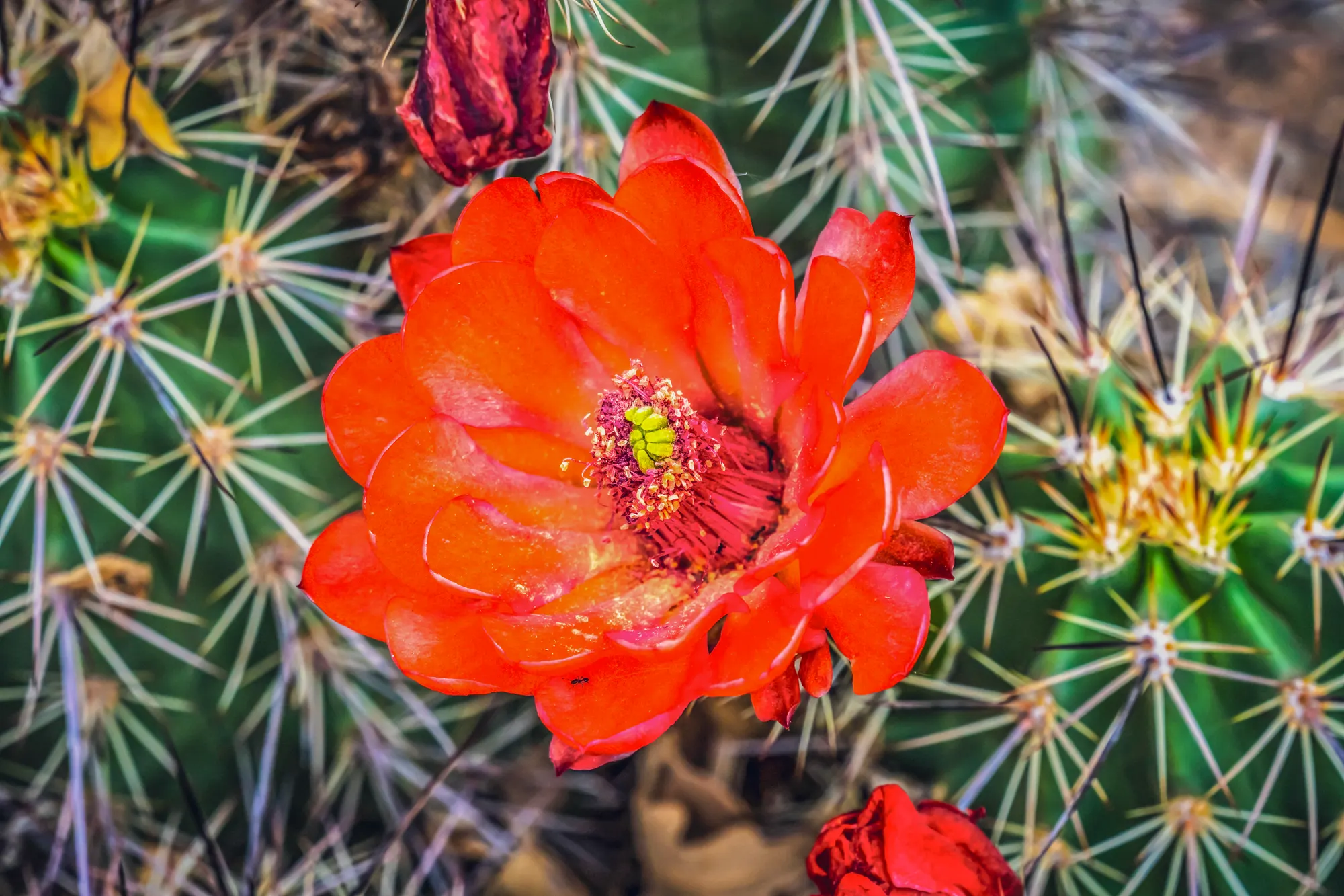 Claret cup cactus bloom — a recurring design motif