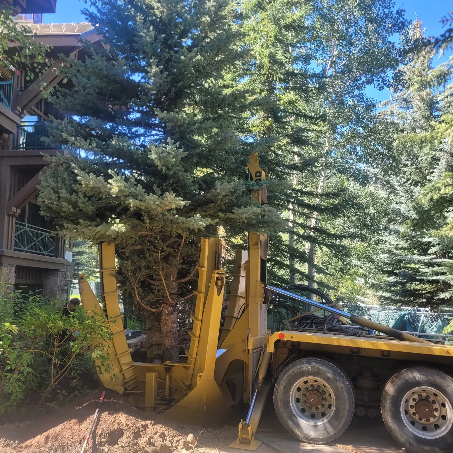 Large Tree Planting